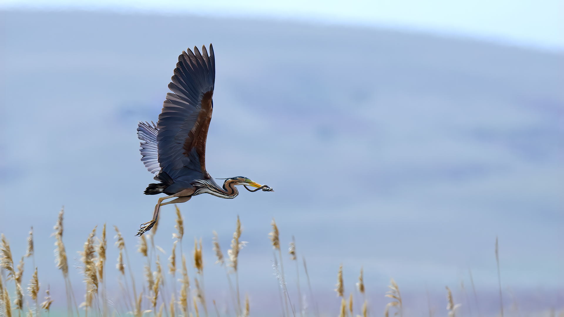 Purple Heron